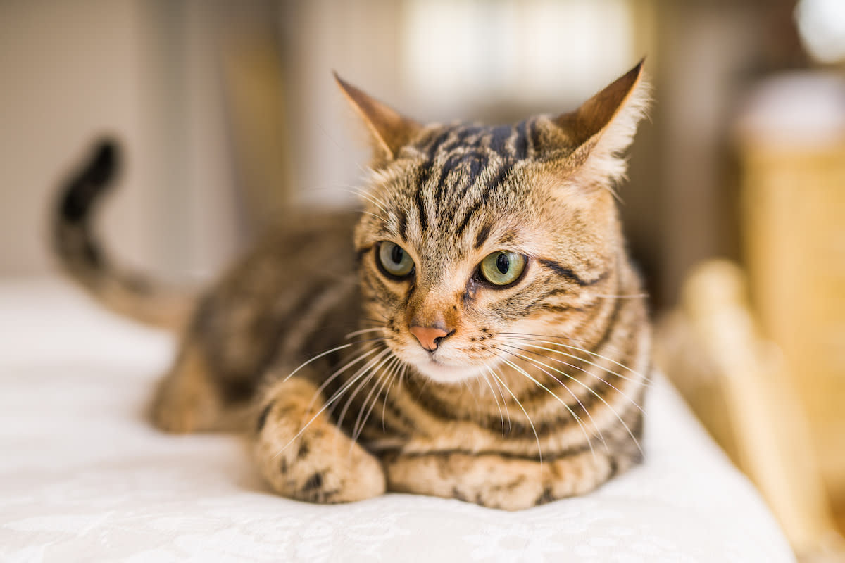 一只与众不同的猫咪：长着小呆毛的小花猫  第1张