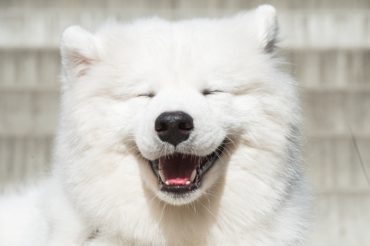 萨摩耶犬展现竞技天赋，令人印象深刻