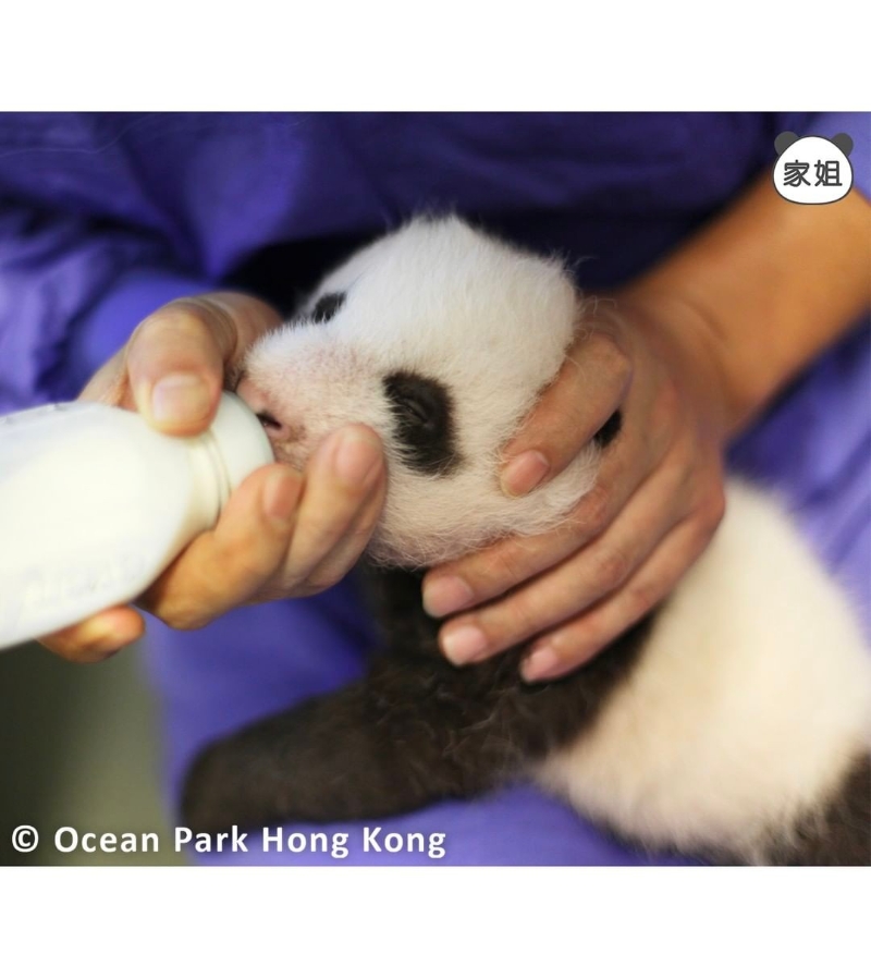 香港大熊猫龙凤胎首次睁开眼睛 网友：太可爱啦！（多图）